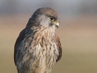 Falco tinnunculus 19, Torenvalk, young male, Saxifraga-Martin Mollet