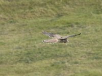 Falco tinnunculus 207, Torenvalk, Saxifraga-Willem van Kruijsbergen