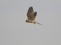 Falco tinnunculus 25, Torenvalk, Saxifraga-Martin Mollet