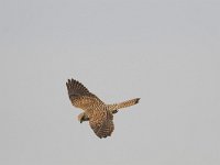 Falco tinnunculus 26, Torenvalk, Saxifraga-Martin Mollet
