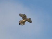 Falco tinnunculus 27, Torenvalk, adult female, Saxifraga-Martin Mollet