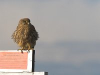 Falco tinnunculus 28, Torenvalk, female, Saxifraga-Martin Mollet