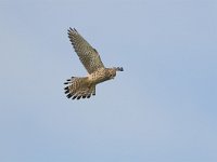Falco tinnunculus 29, Torenvalk, adult female, Saxifraga-Martin Mollet
