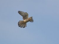 Falco tinnunculus 30, Torenvalk, adult female, Saxifraga-Martin Mollet