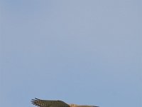 Falco tinnunculus 31, Torenvalk, adult female, Saxifraga-Martin Mollet