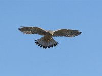 Falco tinnunculus 34, Torenvalk, adult male, Saxifraga-Martin Mollet