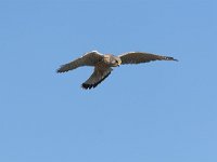Falco tinnunculus 36, Torenvalk, adult male, Saxifraga-Martin Mollet