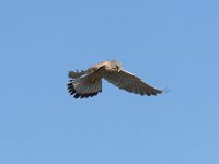 Falco tinnunculus 38, Torenvalk, adult male, Saxifraga-Martin Mollet