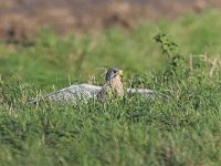 Falco tinnunculus 39, Torenvalk, adult male, Saxifraga-Martin Mollet