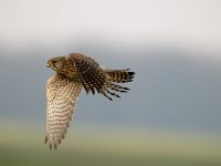 Falco tinnunculus 49, Torenvalk, juvenile, Saxifraga-Piet Munsterman