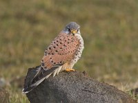 Falco tinnunculus 5, Torenvalk, male, Saxifraga-Martin Mollet