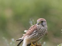 Falco tinnunculus 50, Torenvalk, Saxifraga-Jaap Schelvis