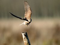 Falco tinnunculus 51, Torenvalk, Saxifraga-Piet Munsterman