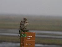 Falco tinnunculus 57, Torenvalk, Saxifraga-Jan Nijendijk