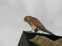 Falco tinnunculus 6, Torenvalk, female, Saxifraga-Martin Mollet