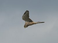 Falco tinnunculus 60, Torenvalk, Saxifraga-Mark Zekhuis