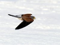 Falco tinnunculus 61, Torenvalk, Saxifraga-Piet Munsterman