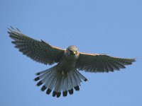Falco tinnunculus 63, Torenvalk, Saxifraga-Piet Munsterman
