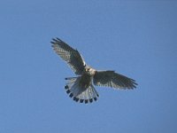 Falco tinnunculus 65, Torenvalk, Saxifraga-Piet Munsterman