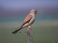 Falco tinnunculus 67, Torenvalk, male, Saxifraga-Piet Munsterman