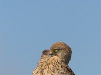 Falco tinnunculus 73, Torenvalk, female, Saxifraga-Martin Mollet