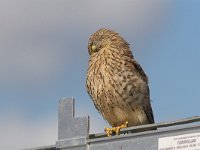 Falco tinnunculus 83, Torenvalk, female, Saxifraga-Martin Mollet