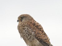 Falco tinnunculus 86, Torenvalk, Saxifraga-Martin Mollet