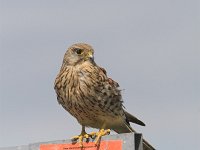Falco tinnunculus 87, Torenvalk, female, Saxifraga-Martin Mollet
