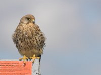 Falco tinnunculus 90, Torenvalk, female, Saxifraga-Martin Mollet