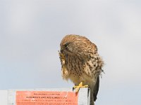 Falco tinnunculus 91, Torenvalk, female, Saxifraga-Martin Mollet