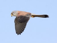 Falco tinnunculus 95, Torenvalk, Saxifraga-Peter Meininger