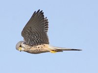 Falco tinnunculus 96, Torenvalk, Saxifraga-Peter Meininger