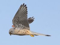 Falco tinnunculus 97, Torenvalk, Saxifraga-Peter Meininger