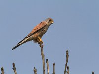 Falco tinnunculus 99,Torenvalk, adult, Saxifraga-Martin Mollet