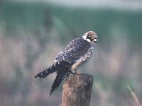 Falco vespertinus 10, Roodpootvalk, juvenile, Saxifraga-Piet Munsterman