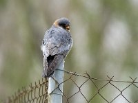 Falco vespertinus 12, Roodpootvalk, Saxifraga-Piet Munsterman