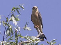 Falco vespertinus 15, Roodpootvalk, Saxifraga-Mark Zekhuis