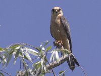 Falco vespertinus 16, Roodpootvalk, Saxifraga-Mark Zekhuis