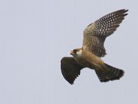 Falco vespertinus 17, Roodpootvalk, Saxifraga-Mark Zekhuis