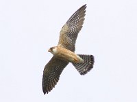 Falco vespertinus 18, Roodpootvalk, Saxifraga-Mark Zekhuis