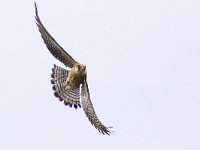 Falco vespertinus 19, Roodpootvalk, Saxifraga-Mark Zekhuis