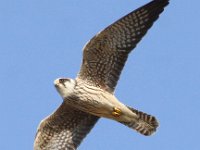 Falco vespertinus 20, Roodpootvalk, Saxifraga-Peter Meininger