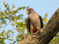Falco vespertinus 21, Roodpootvalk, Saxifraga-Joerg Mager