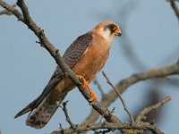 Falco vespertinus 23, Roodpootvalk, Saxifraga-Joerg Mager