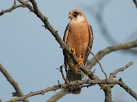 Falco vespertinus 24, Roodpootvalk, Saxifraga-Joerg Mager