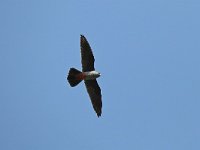Falco vespertinus 25, Roodpootvalk, Saxifraga-Henk Baptist