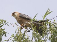 Falco vespertinus 3, Roodpootvalk, Saxifraga-Mark Zekhuis
