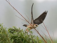 Falco vespertinus 8, Roodpootvalk, female, Saxifraga-Piet Munsterman