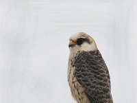 Falco vespertinus 9, Roodpootvalk, female, Saxifraga-Piet Munsterman