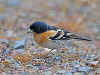 Fringilla montifringilla 10, Keep, male, Saxifraga-Joerg Mager